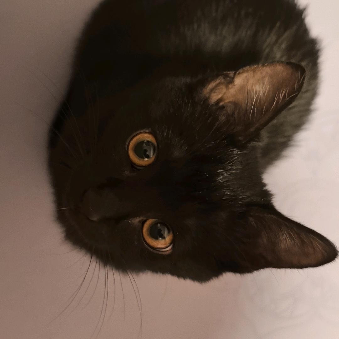 ｛。。｝