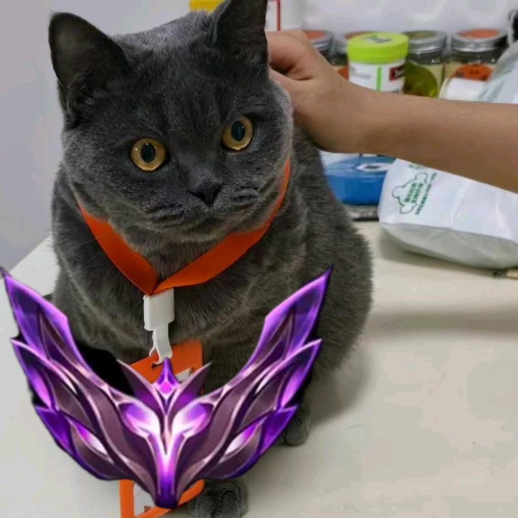 The汪