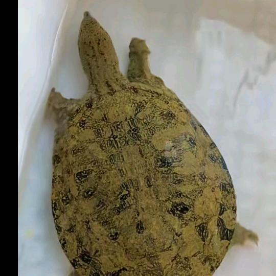 鑫豪水产卖甲鱼