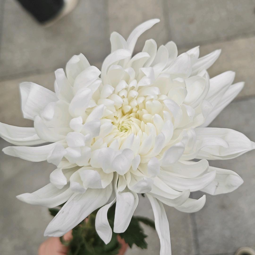 一朵菊花