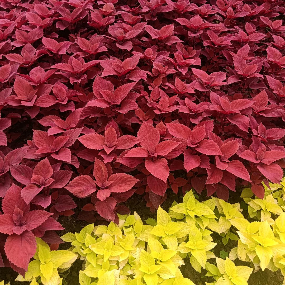 坚持就是胜利。