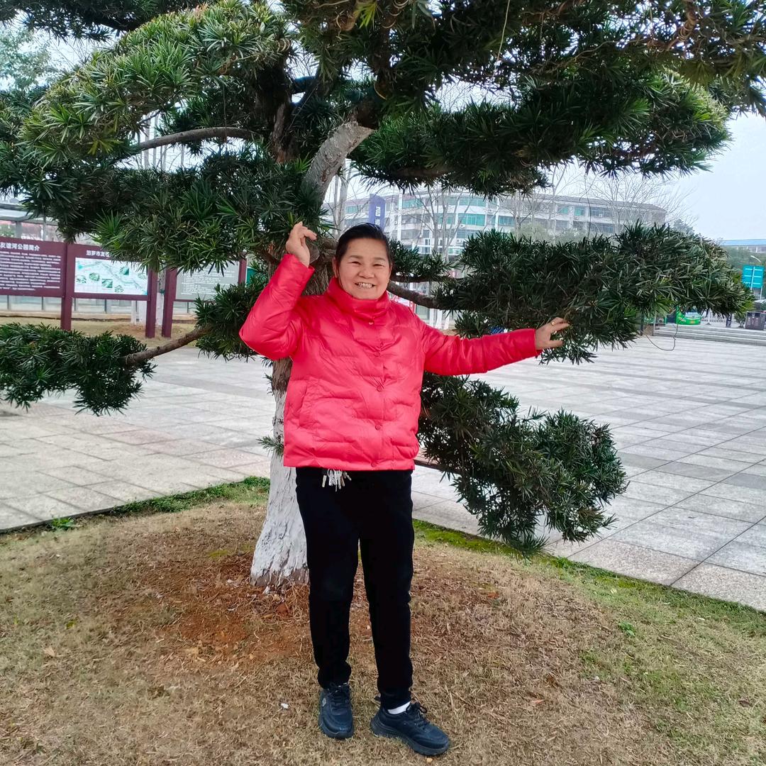 军子兰罗