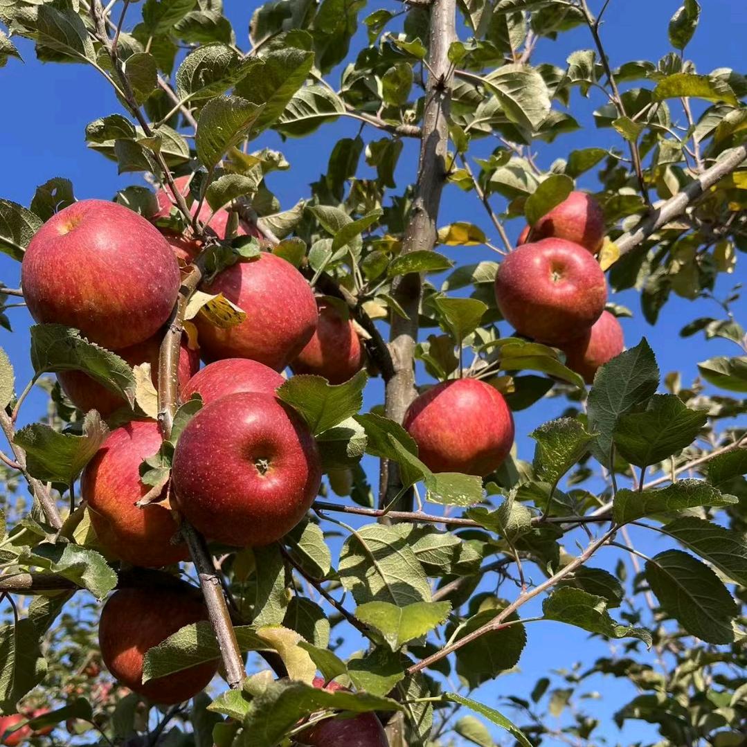 🌶️🍎🍎🌶️🐰🐇