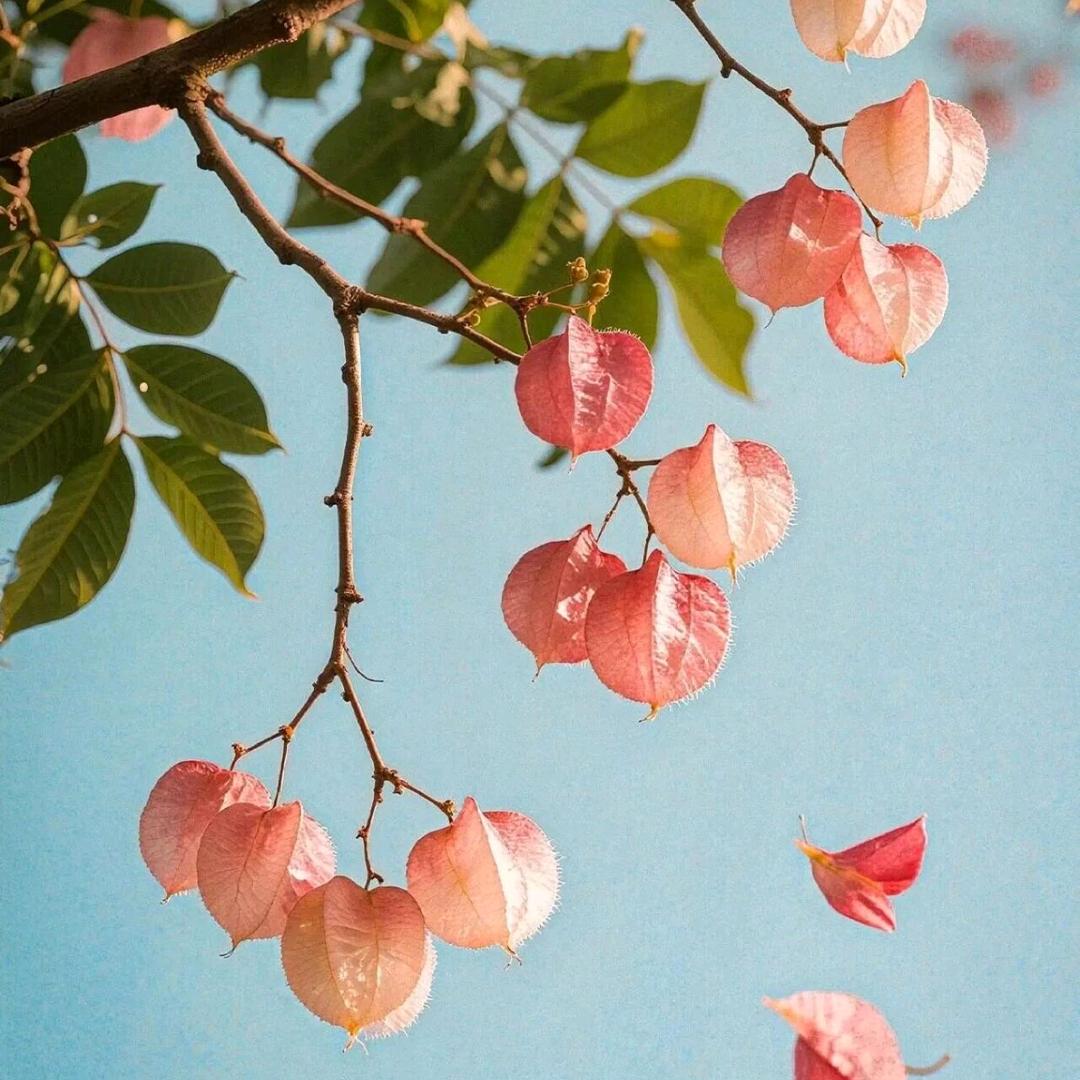 🦊🦊美人，Enigma攻🦊🦊