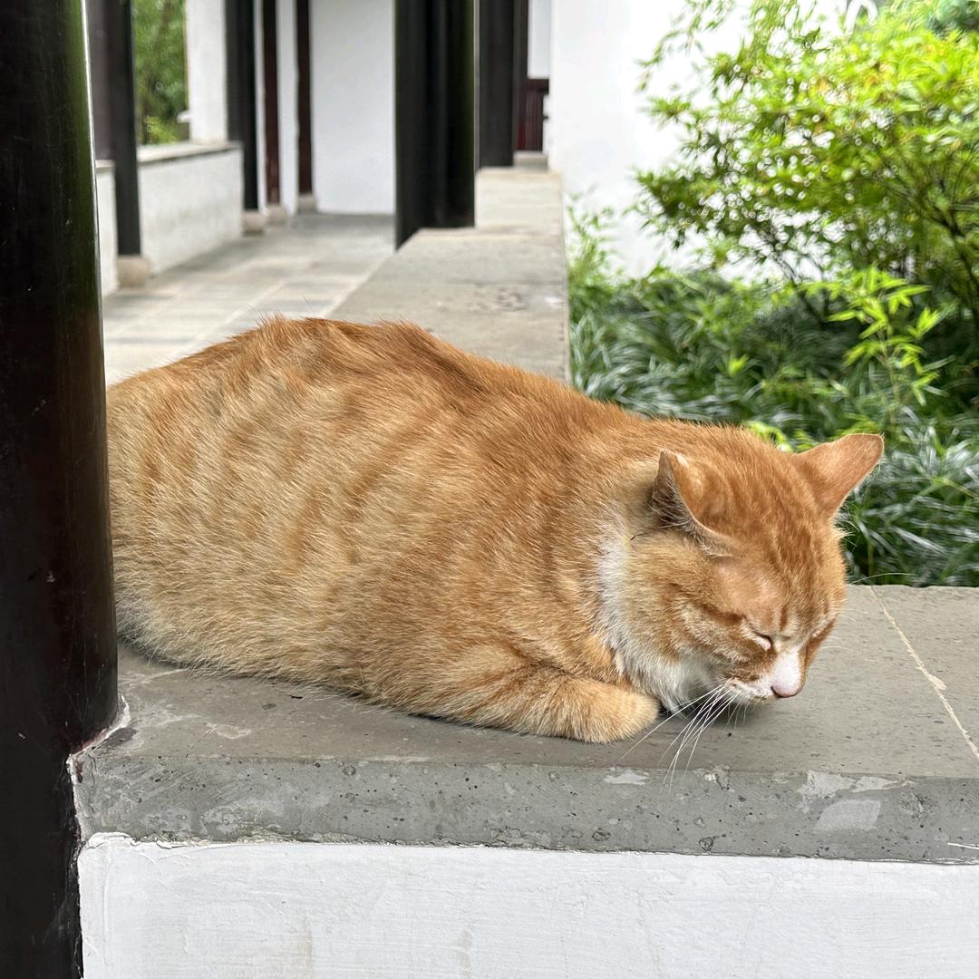杨呆呆很拉风🐯