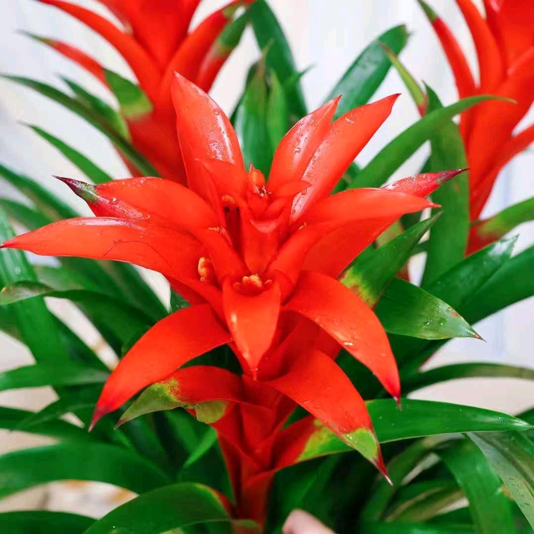 佰沐园BaiMuGarden