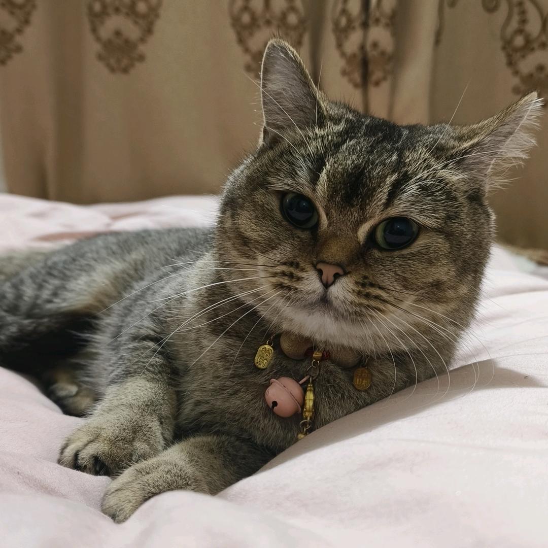 小福猫