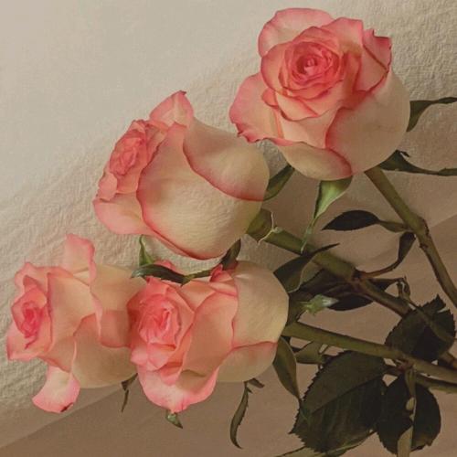 云南鲜花仓储