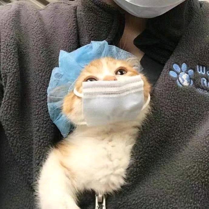 蝶折 （三角洲行动）