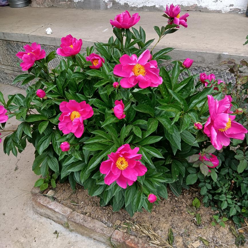 春暖花开的季节