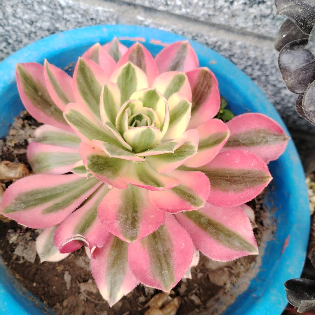 夏天
