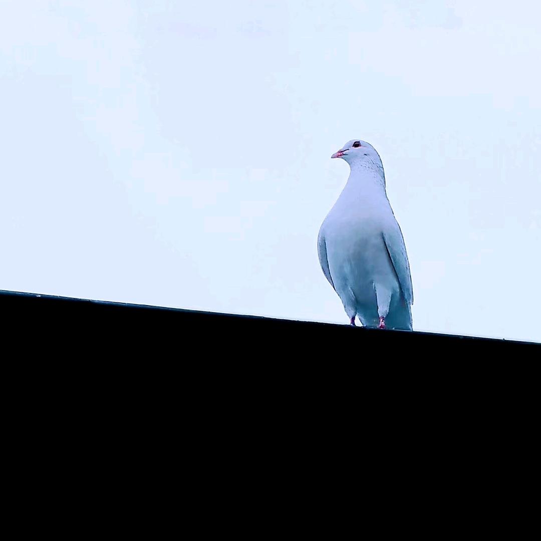 公考小鸽