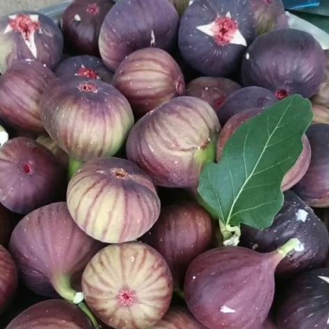 黑五 天花板～猫哥