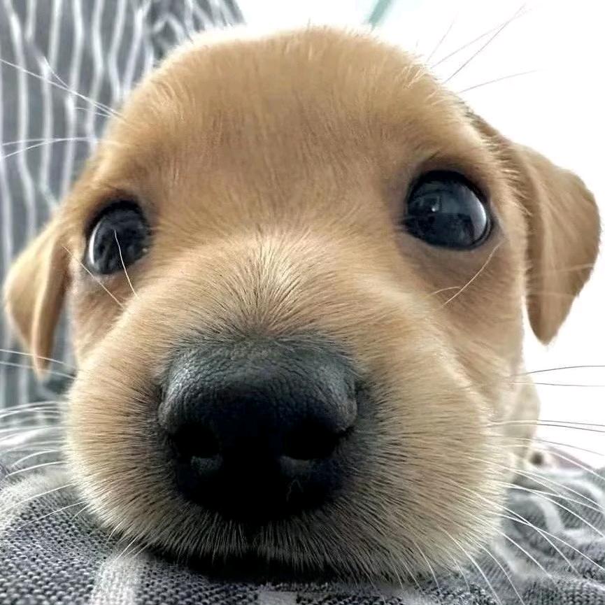 小晗