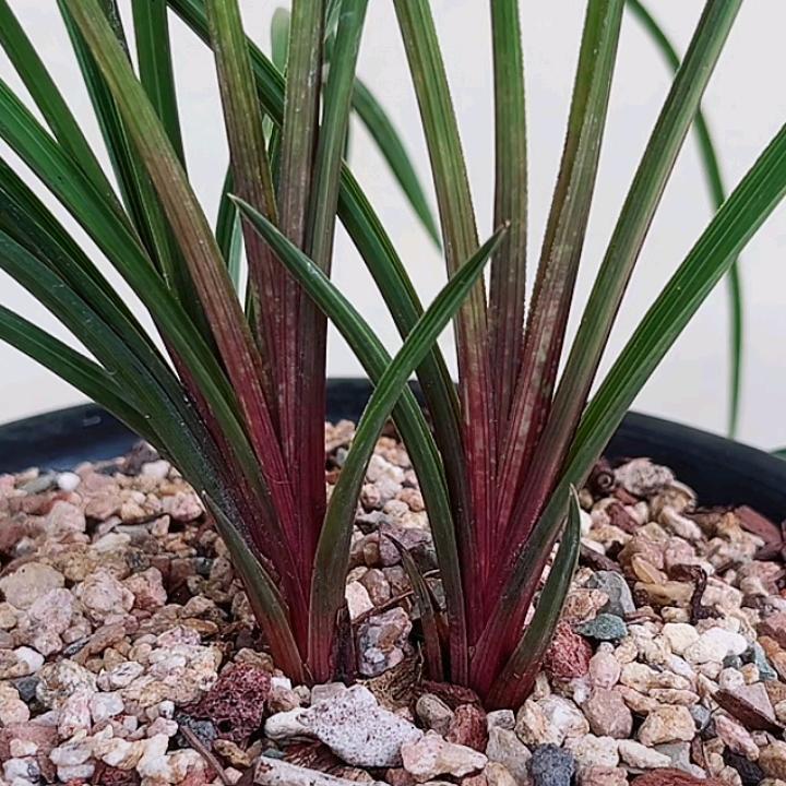人生如梦，红香妃种植园