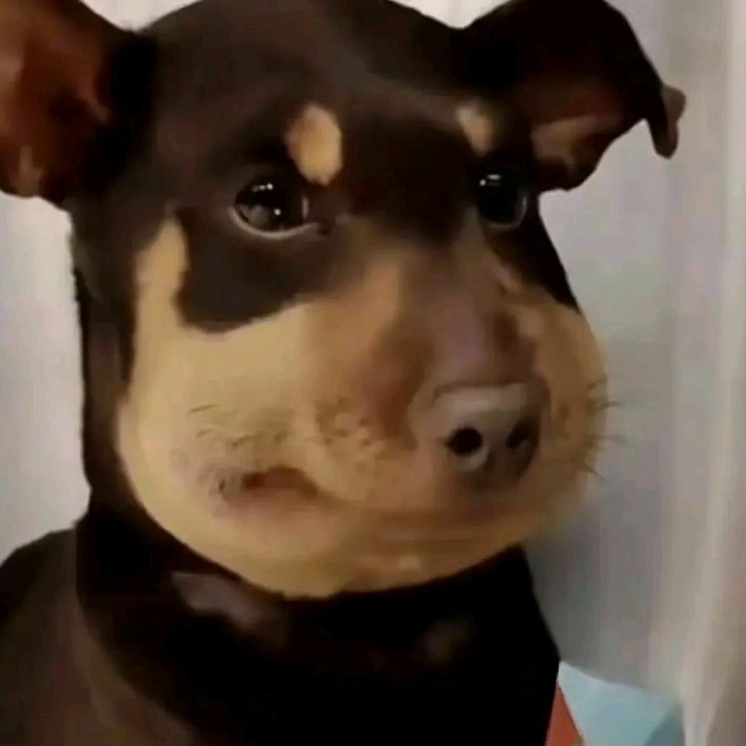 狗哥喜欢猫