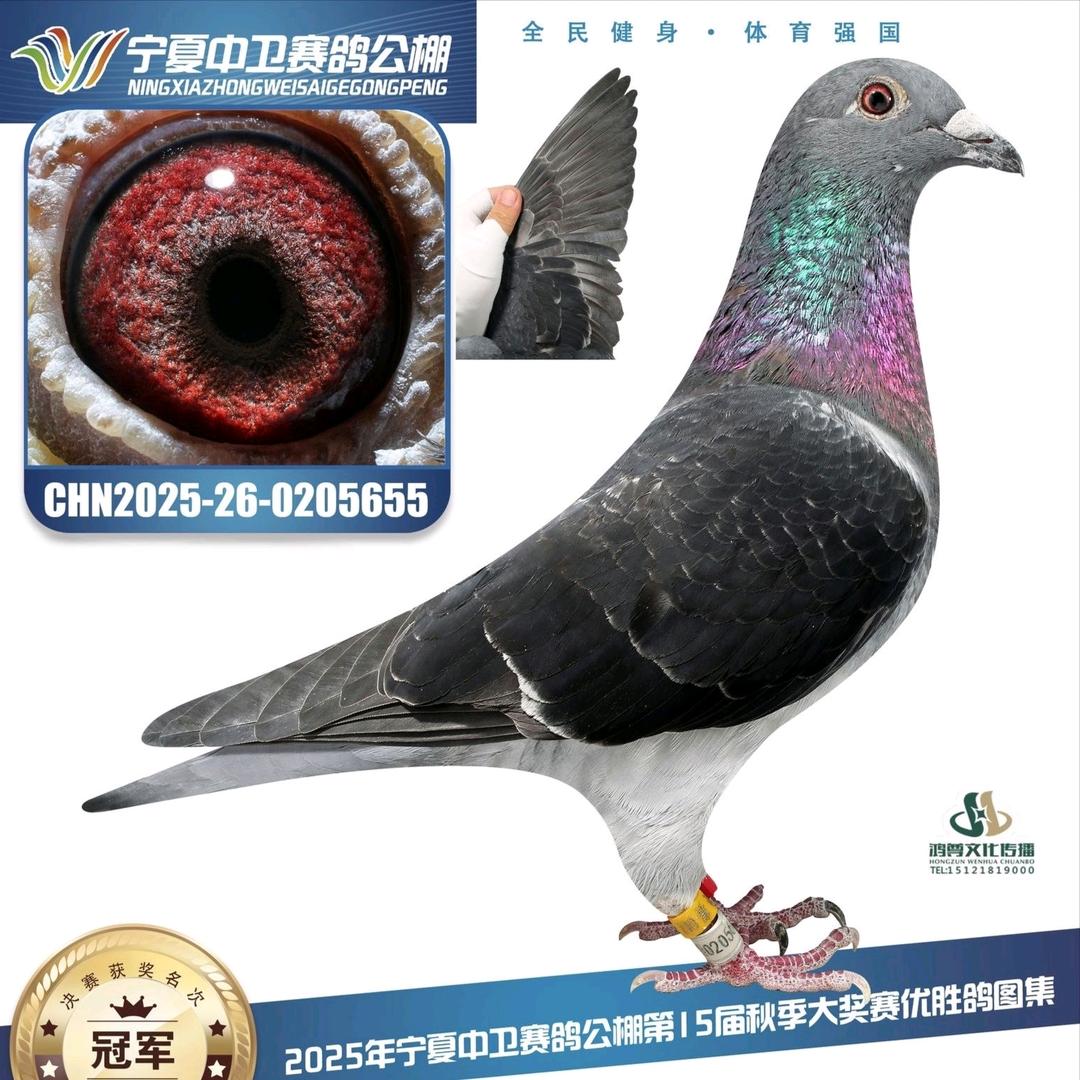 @💕养鸽小GG🕊🕊️