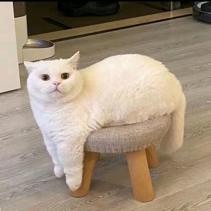 小馋猫