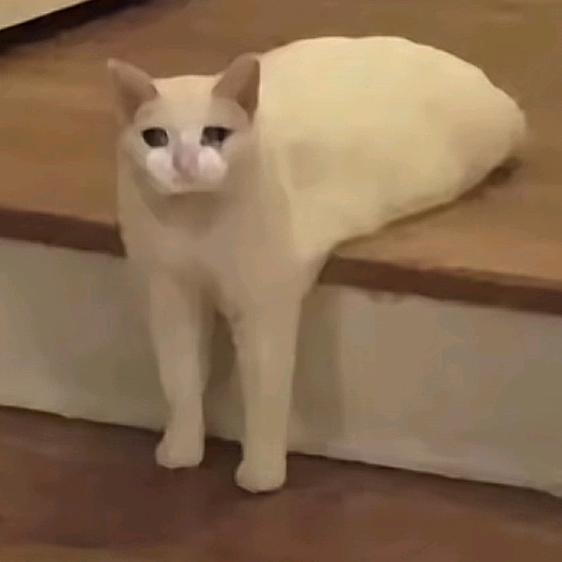vv