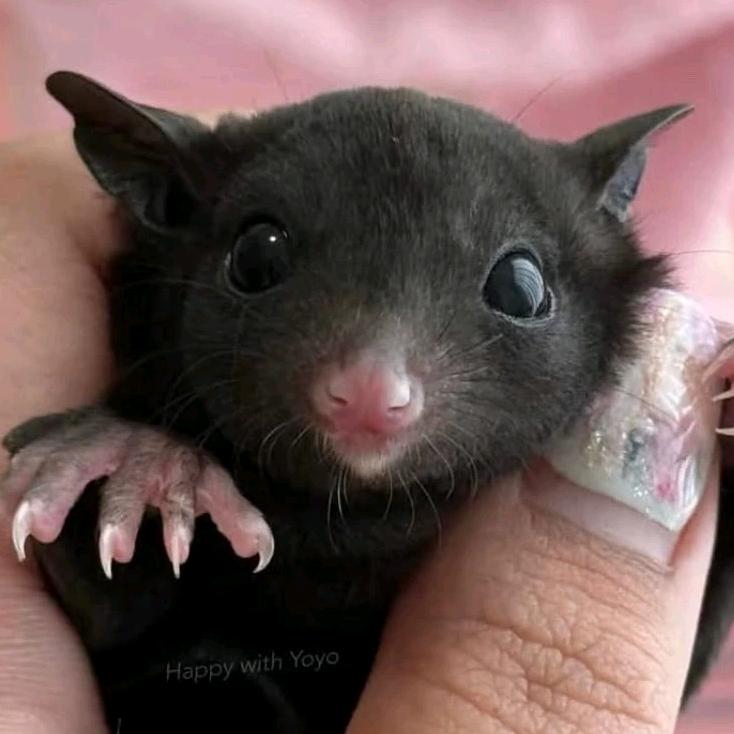 猫魔神蜜魔神仓魔神惊天地