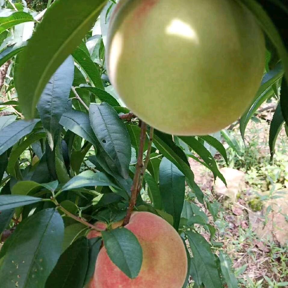 白云香桃采摘园