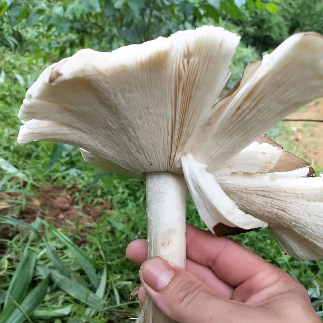 魏魏武武