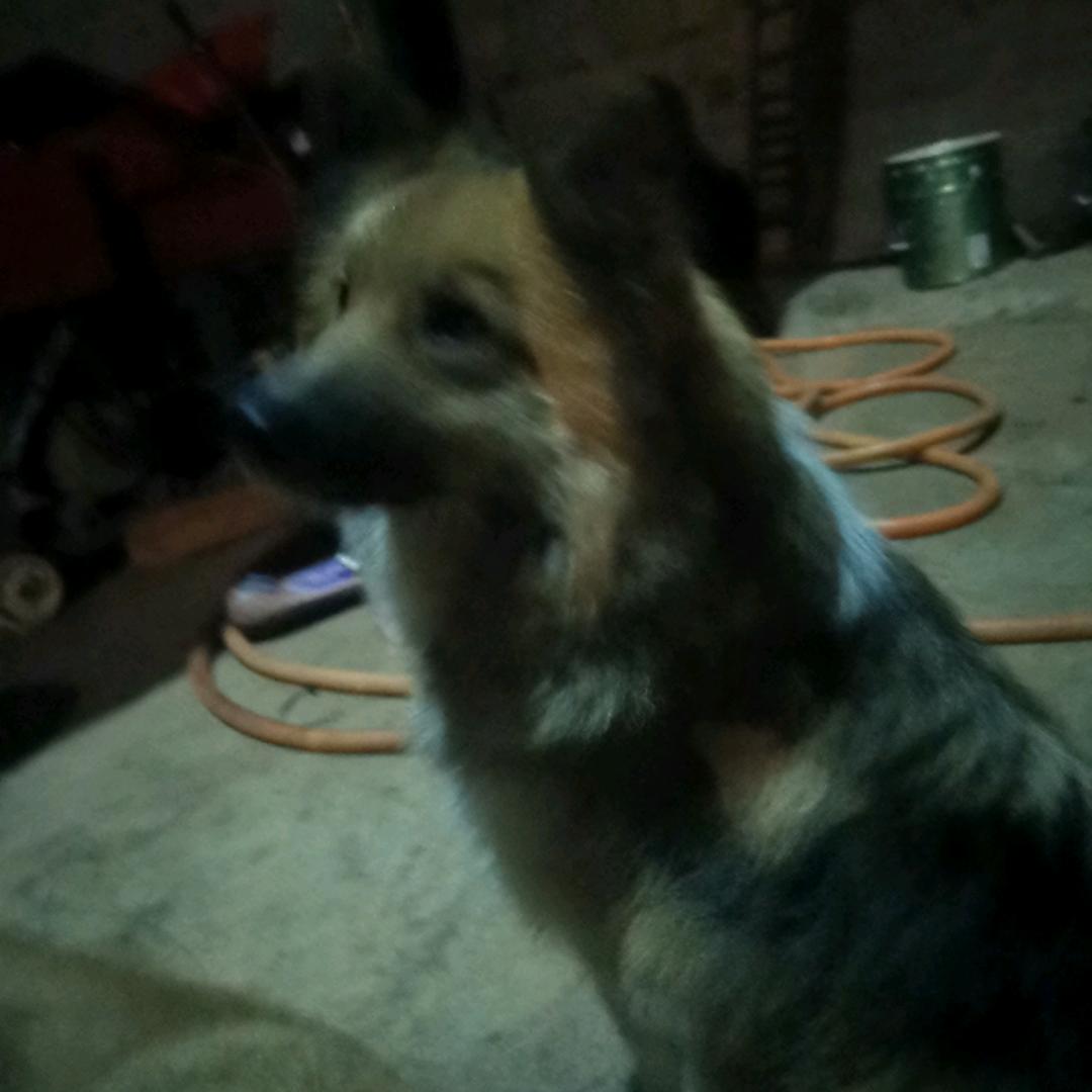 诚信