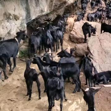 地锅全羊汤