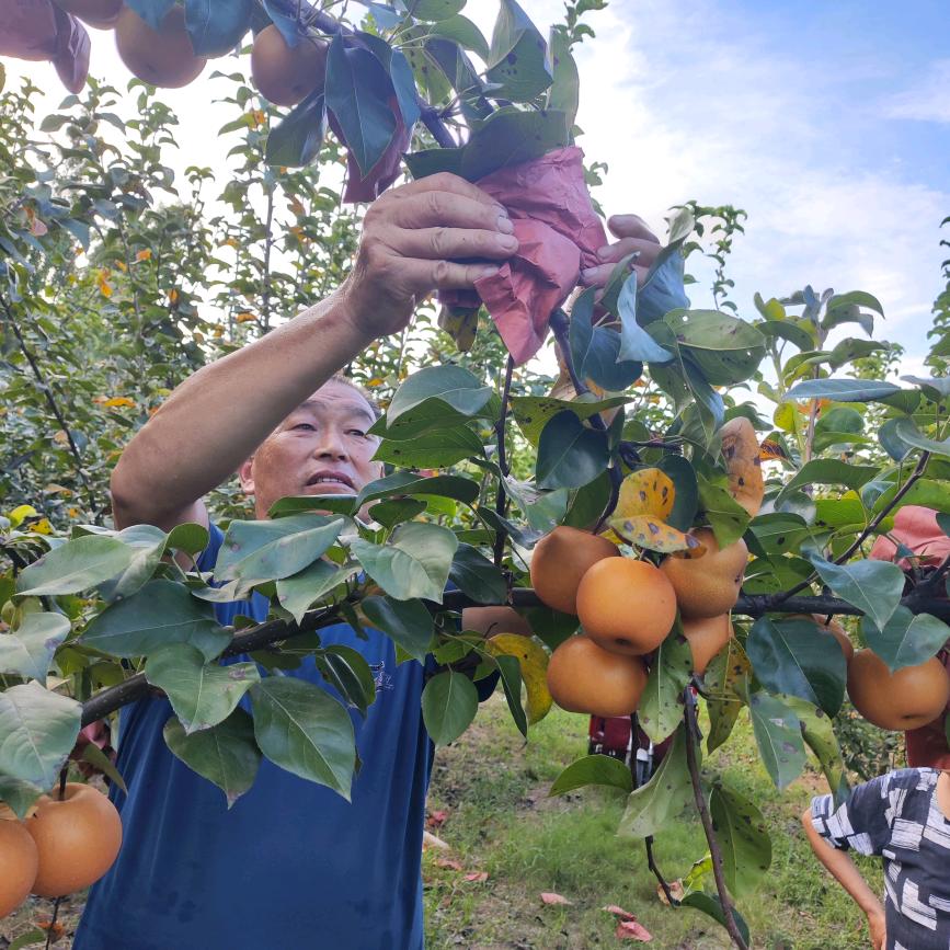 银杏谷下种梨人(安师付)