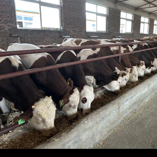 威宁县熙鹏农牧养殖