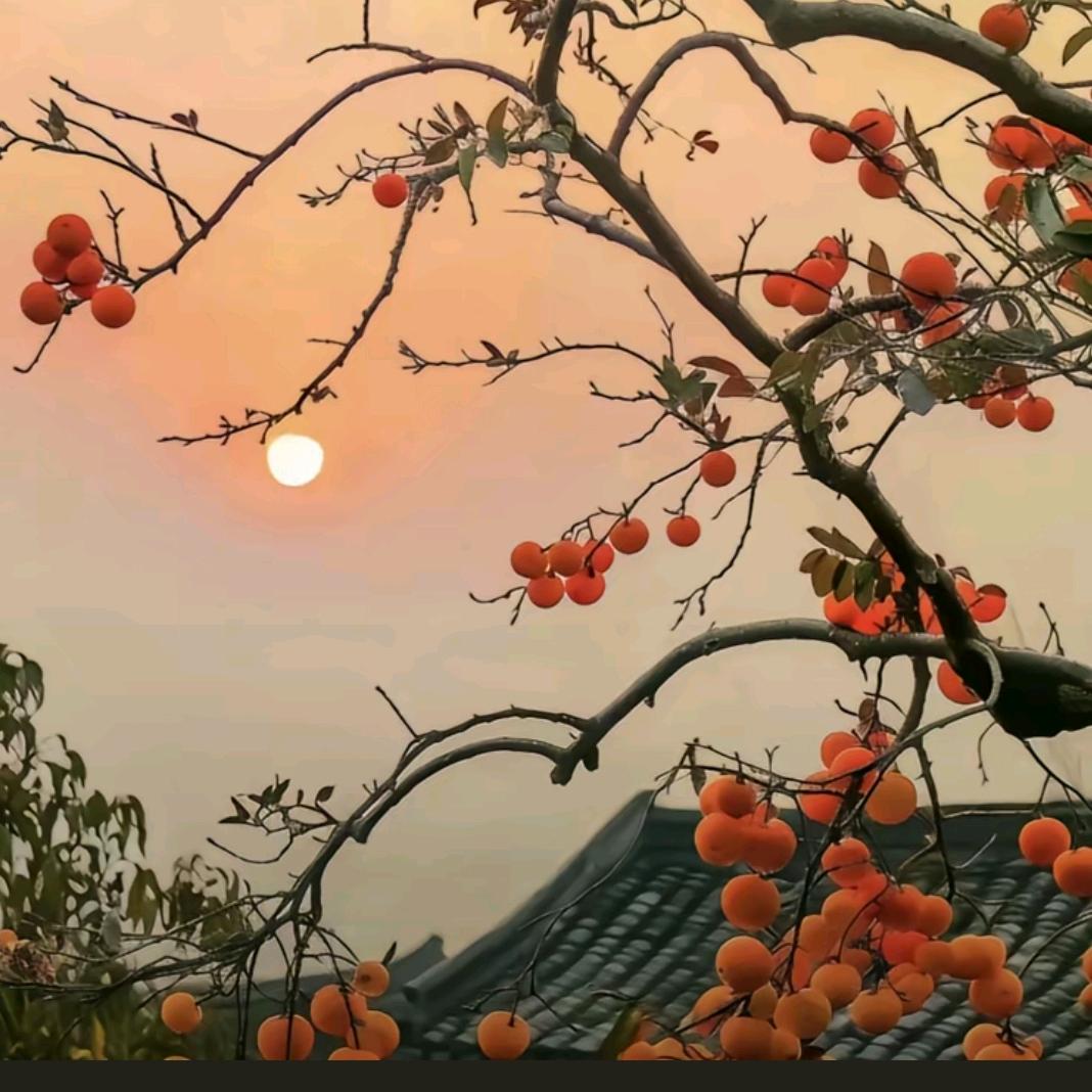 鸢尾