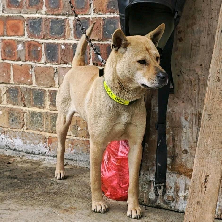 广西阿彬  老品种土猎田园犬保育基地
