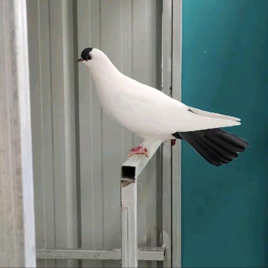 大兵广告装饰（扬州点子高飞爱好者）