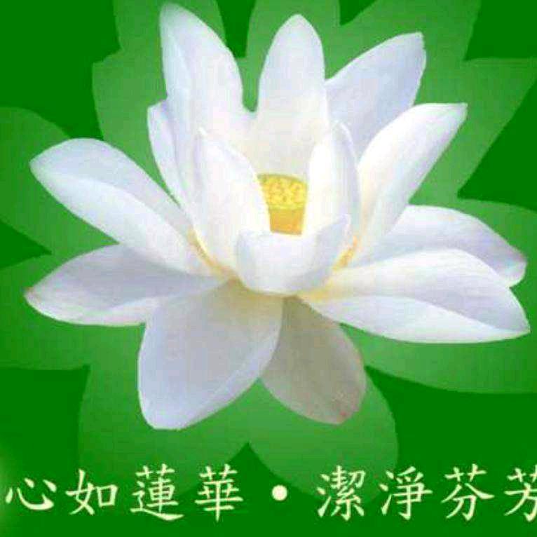 常莲🌹