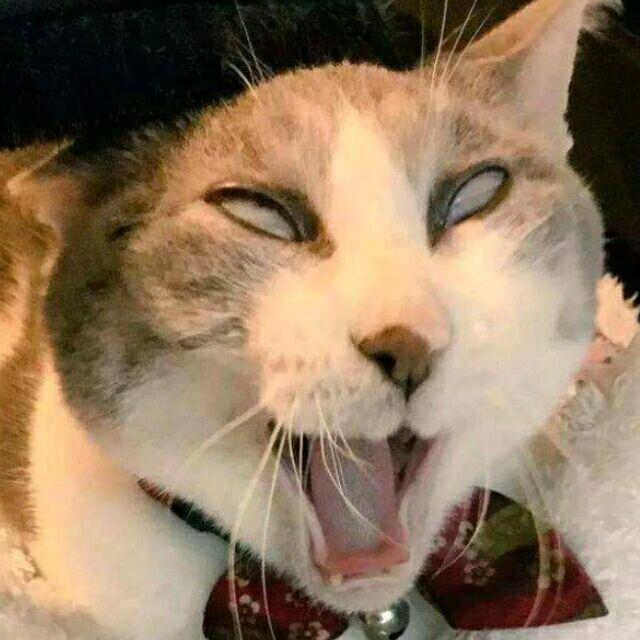 野钓小弟不空军