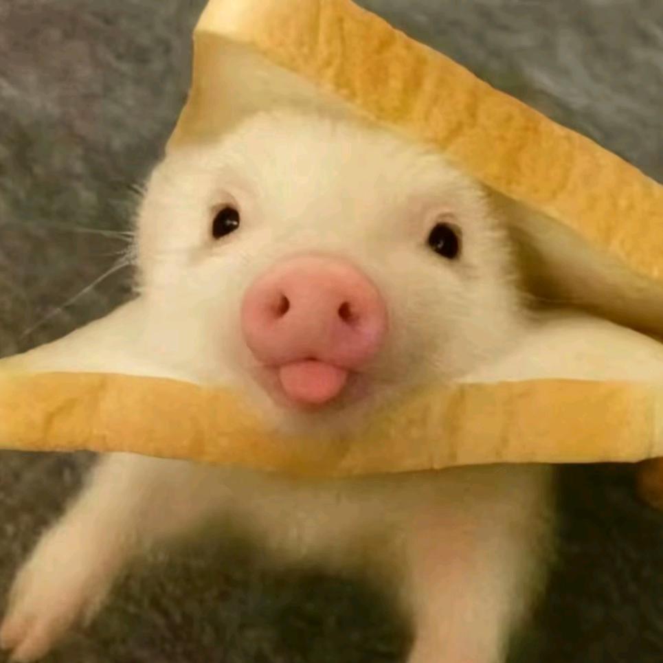 柴柴的柴猪！（升级版）