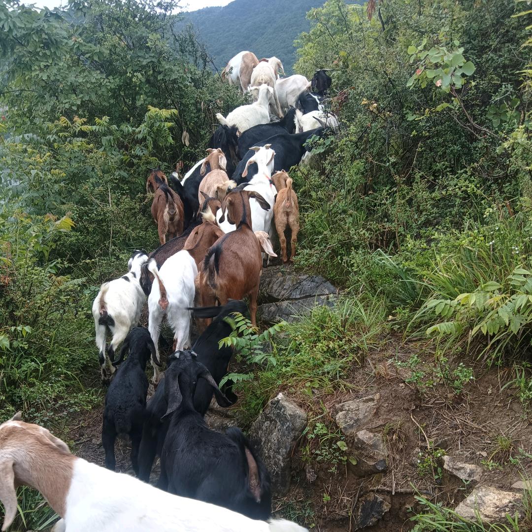大山跑山羊