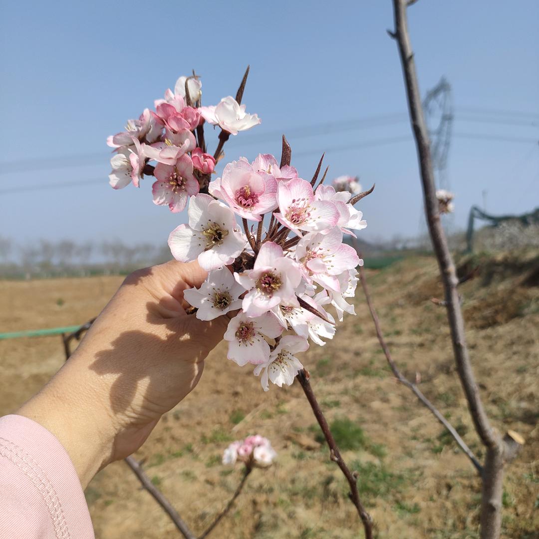 *:🍂ஐ٩(๑淡然💐一笑´ᵕ`)