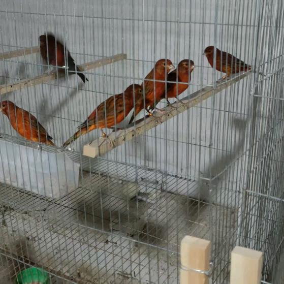 驰骋玉鸟养殖基地