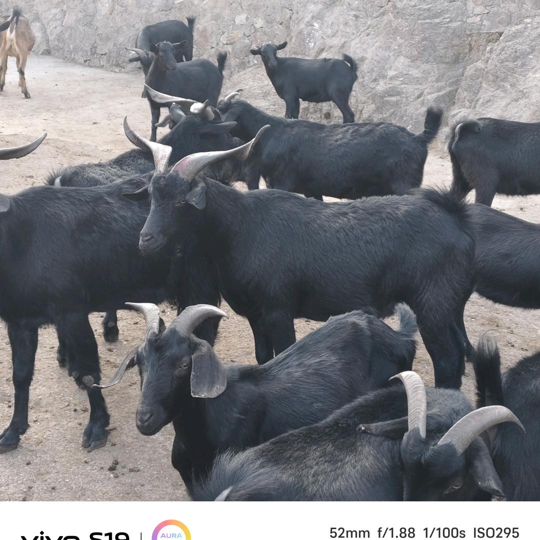 贵权农牧生态养殖