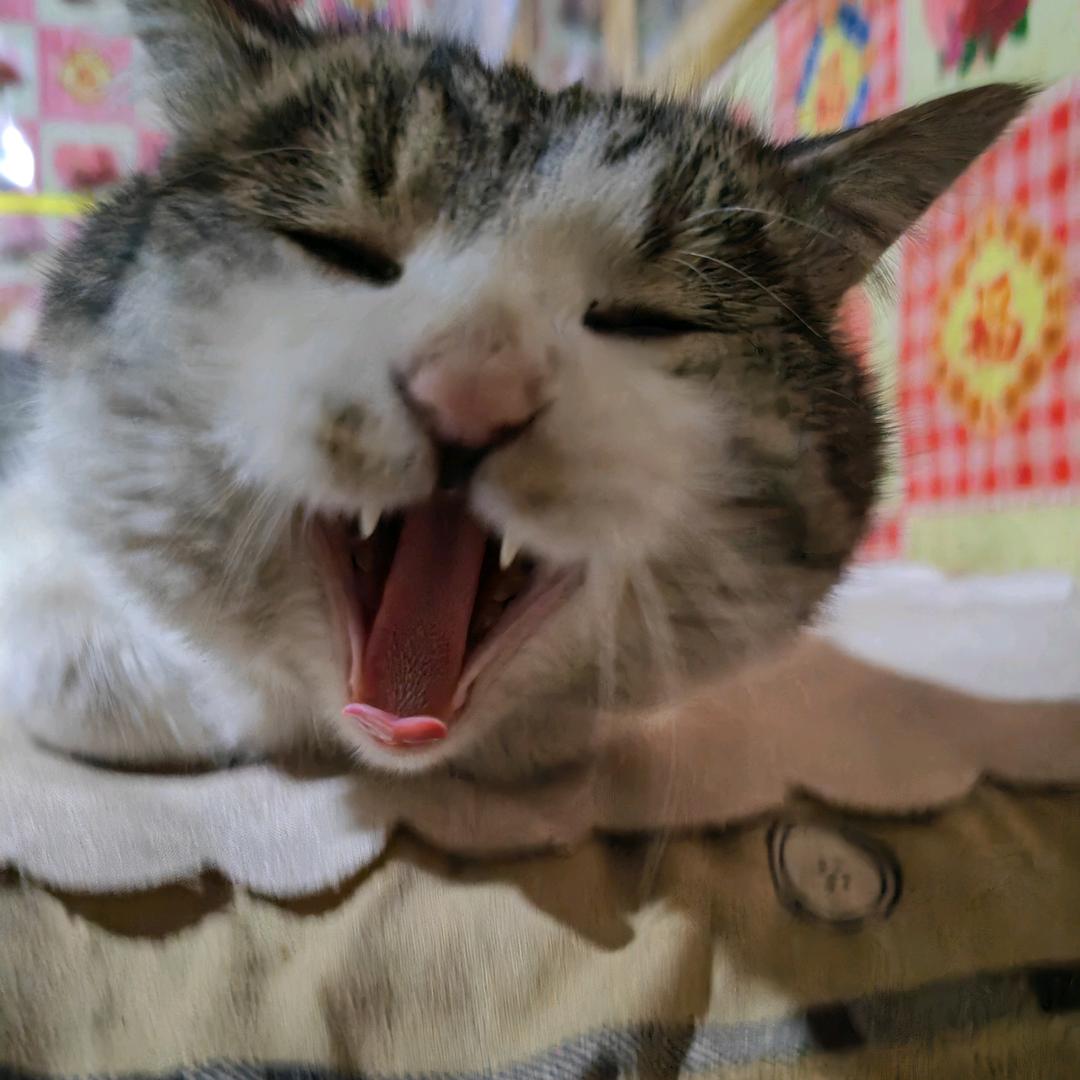 拍小汪