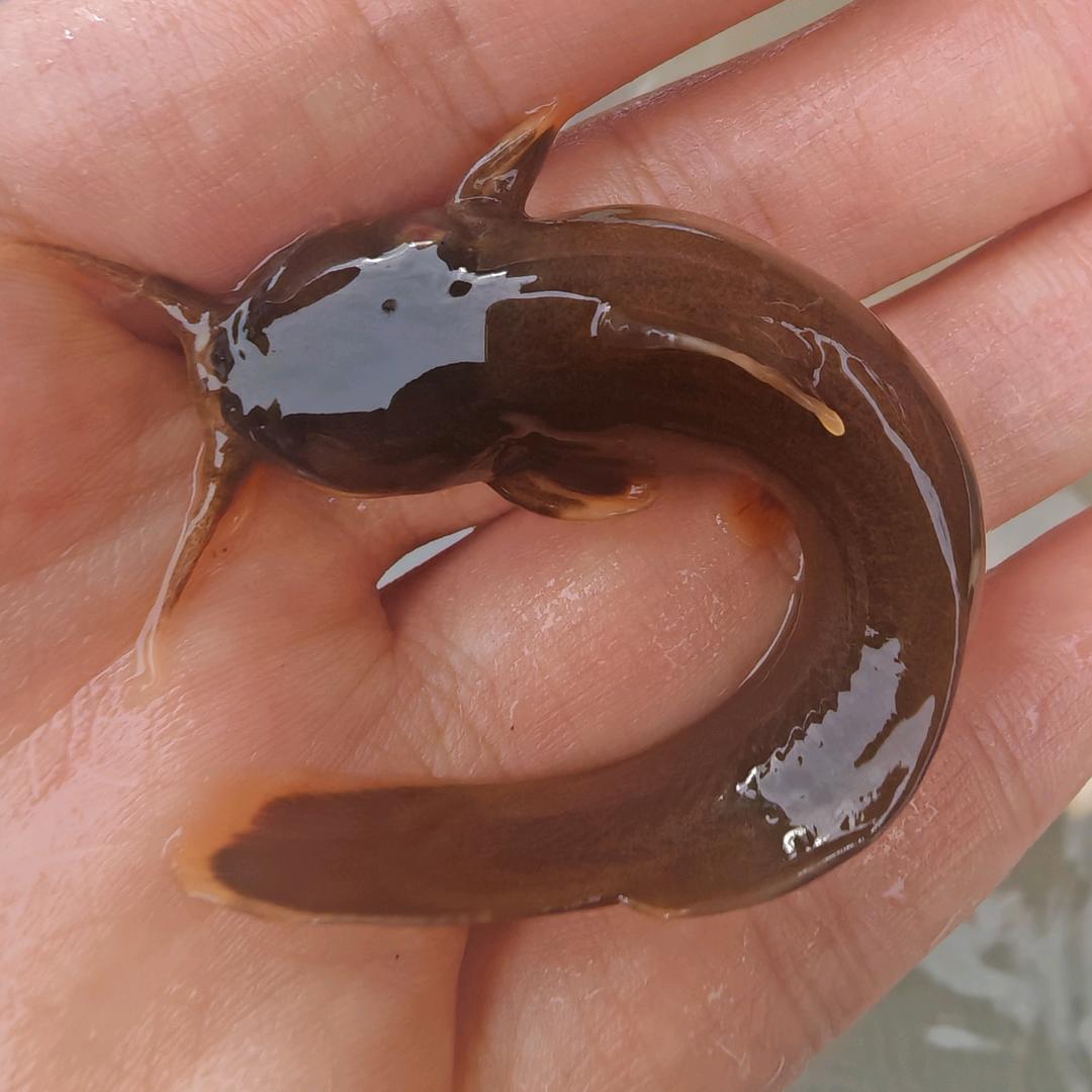 年年有鱼(੭˙ᗜ˙)੭🐟