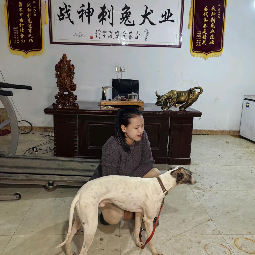 流浪狗救助站