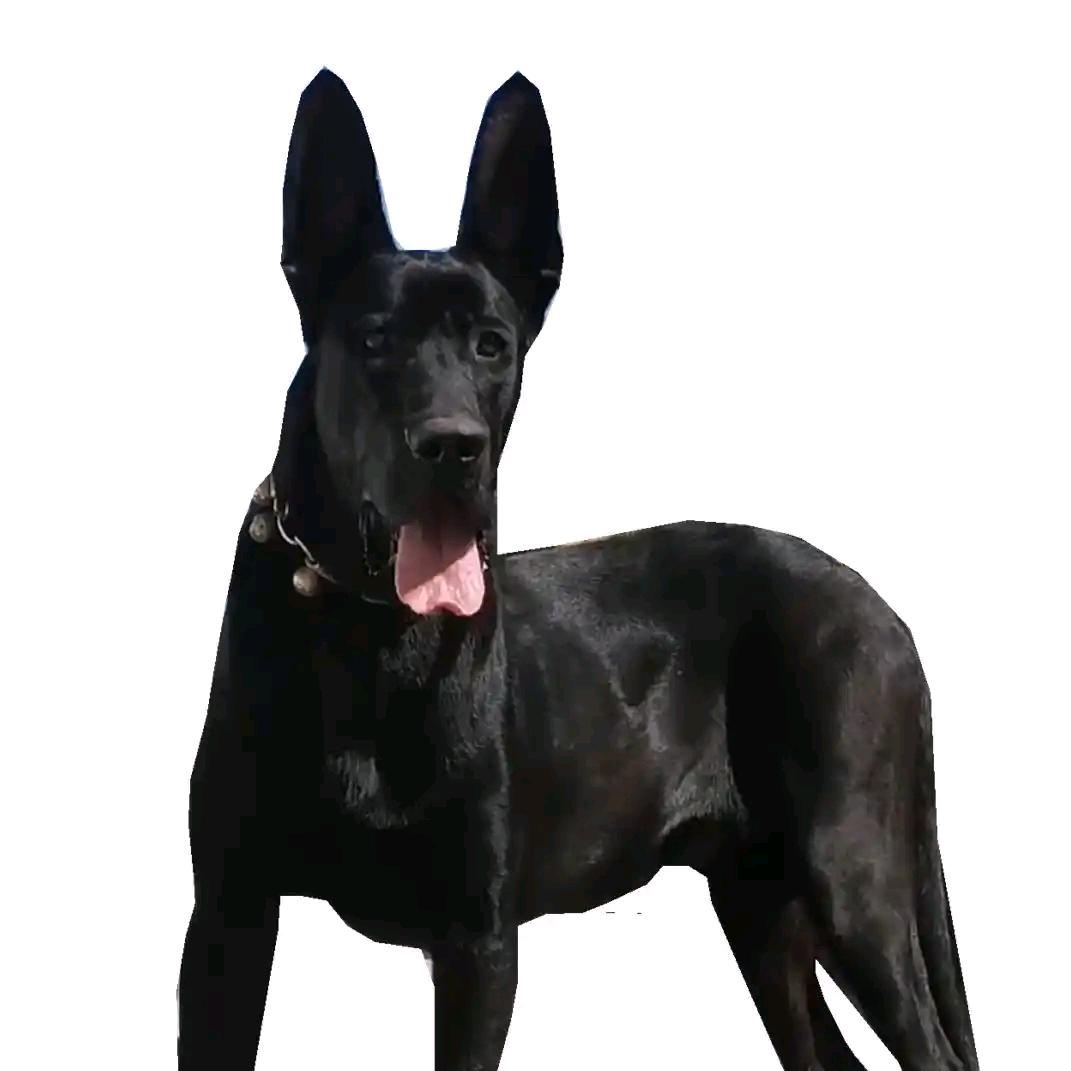 黑狼犬繁育基地