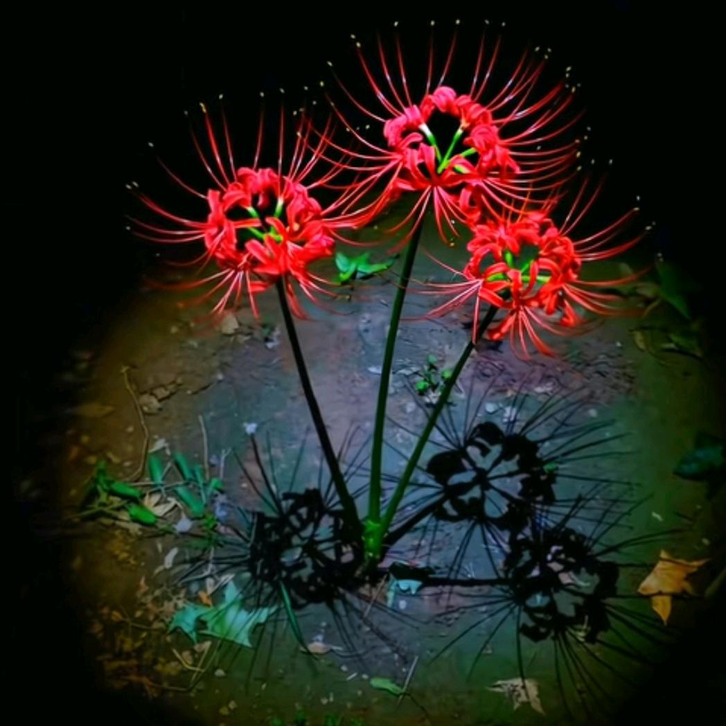 彼岸花閁等待為誰