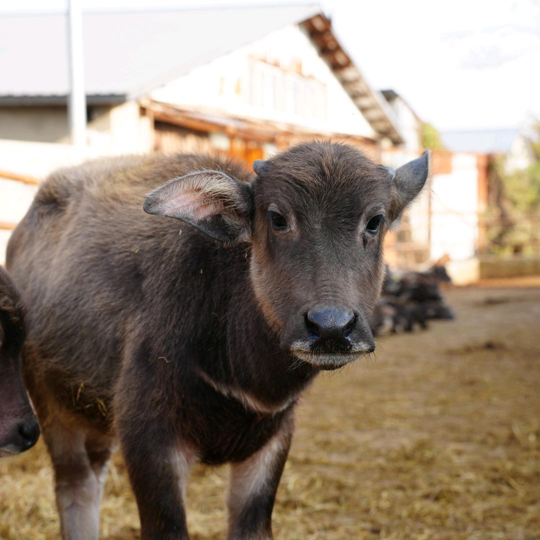 安徽巨卿生鲜优品店
