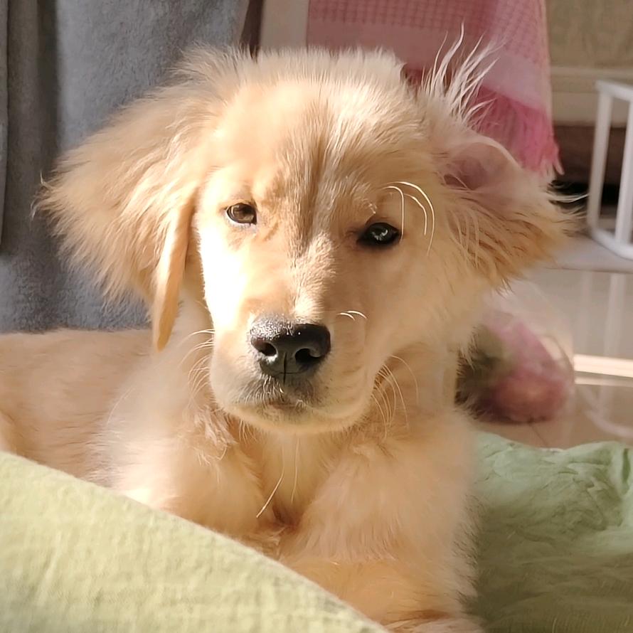 王布灵是个小金毛