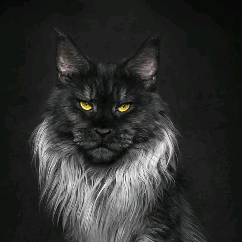 兼职在家繁育人—猫爸