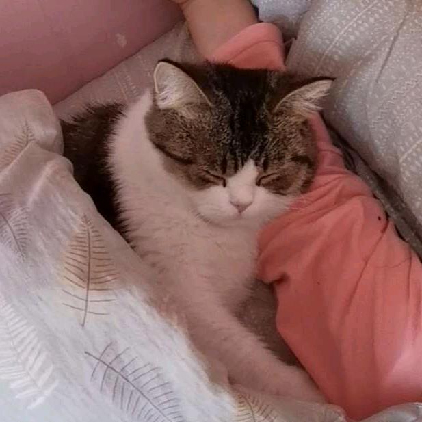 张小咪