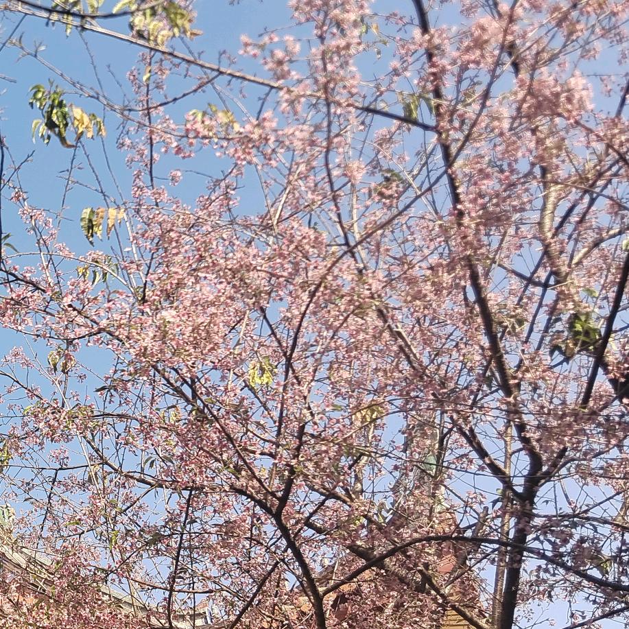 苏小咪